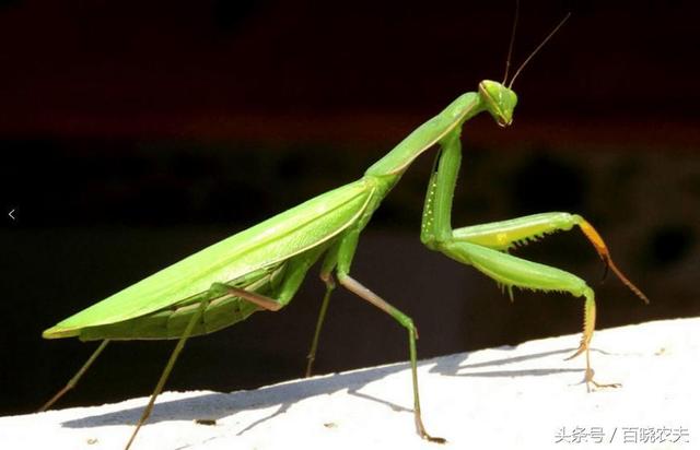 农田常见的昆虫,农民都讨厌它,但是它的卵却是