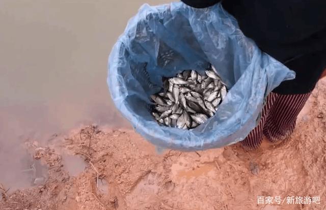 实拍老挝女人捕鱼!这个方法很原始,看看是怎样