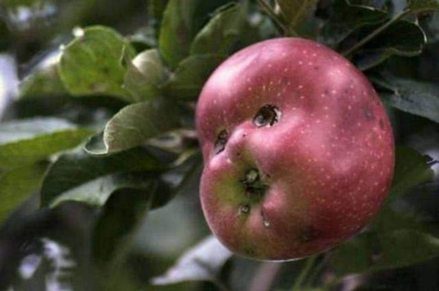 世上最"奇葩"的水果:第一个好吓人,最后一个已经吃不到了!