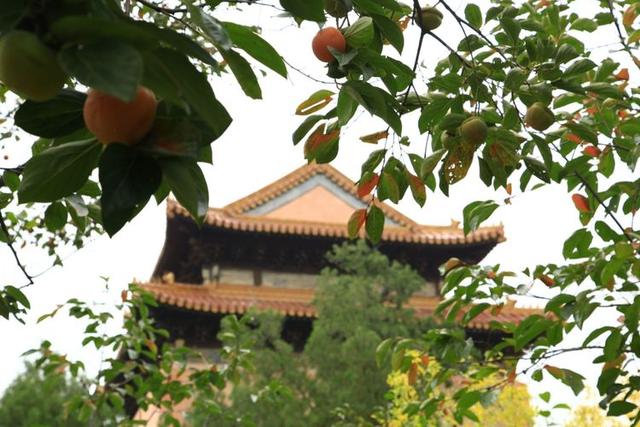 十三陵柿子熟啦!,经典文章必看