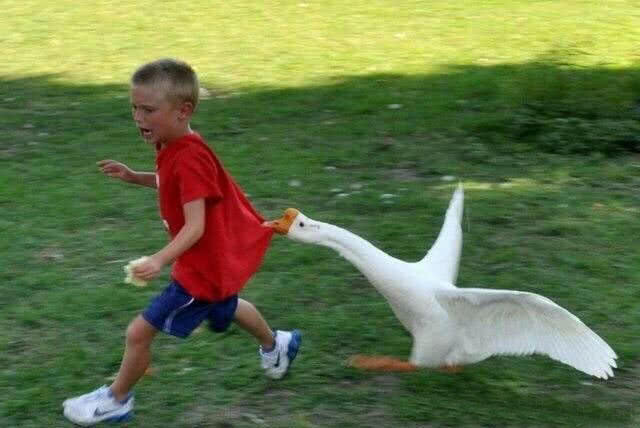 大鹅才是动物界的扛把子,这些都被拧的好惨好