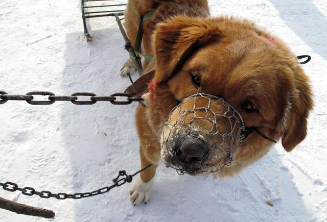 遛狗不栓绳我家的狗不咬人这句话是不要脸之