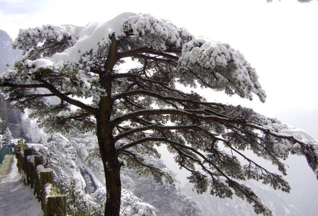一年之中什么时候去爬黄山最好?