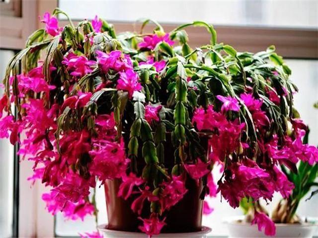 八月给蟹爪兰吃一点这个厨房的常见物, 来年一