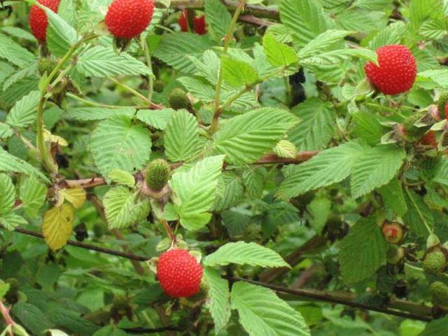 空心泡白花红果艳丽悦目有芳香果可食根叶可药用