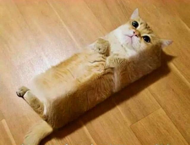 猫咪无意之举被网友恶搞,网红方块猫是这样炼