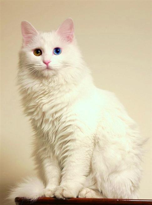 每日一猫:临清狮子猫,继中国狸花猫后的又一中国名猫