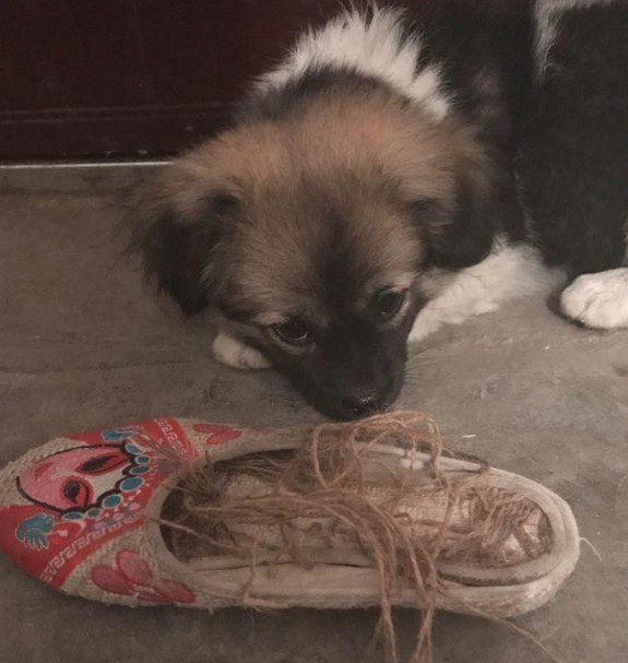 流浪小狗卖萌求收留 回家后本性暴露 女孩说想