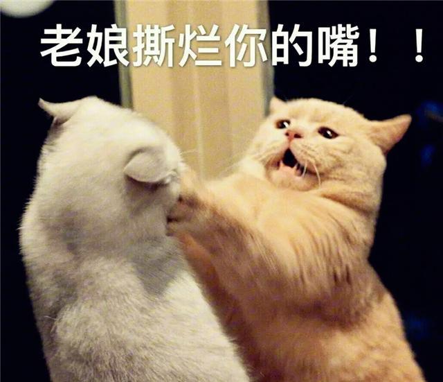 两个凶表情两只企鹅猜成语_两只企鹅采访的表情包