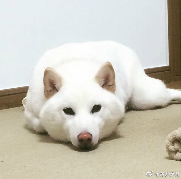 纯白的柴犬宝宝看着就是心情治愈,一股想揉脸的心情啊