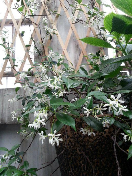 养不死的爬藤,风车茉莉,修剪及养护,花开满枝头
