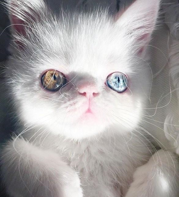 世界上眼睛最漂亮的猫,波斯猫只能靠边站,网友这就是星辰大海
