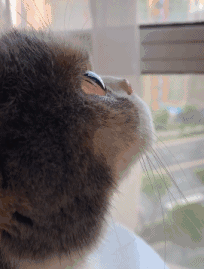 猫咪坐在窗口发呆,它的侧脸跟天使一样   相信侧脸都这么漂亮的一只