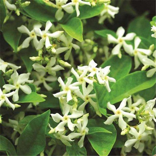 养不死的爬藤,风车茉莉,修剪及养护,花开满枝头