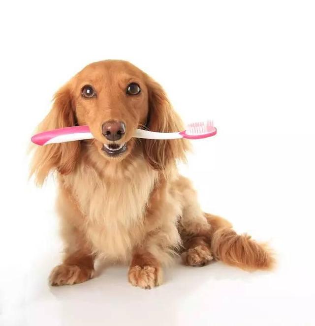 狗狗牙周病的要谨慎,如何帮狗狗刷牙?!