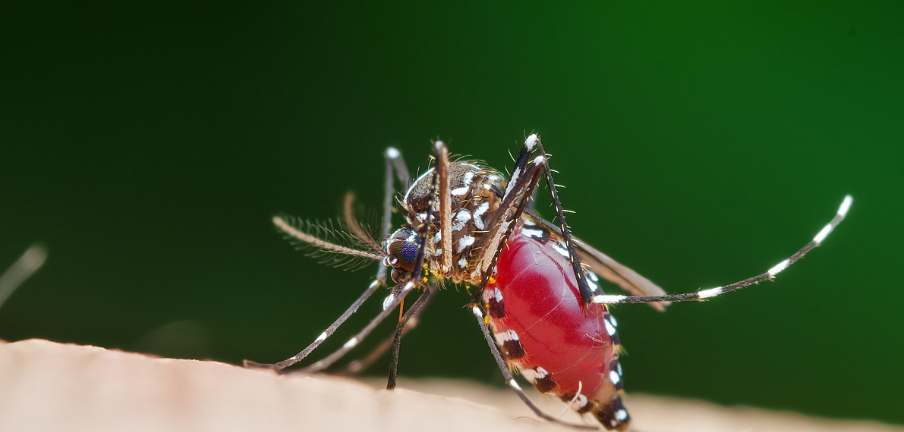 没人在家蚊子会被饿死吗,别想得太天真了,也许