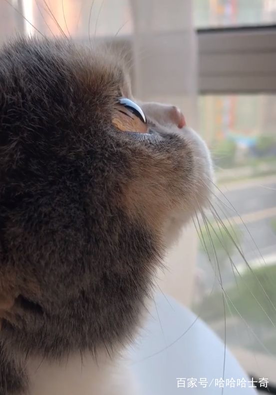 猫咪坐在窗口发呆,它的侧脸跟天使一样,真的太美了!
