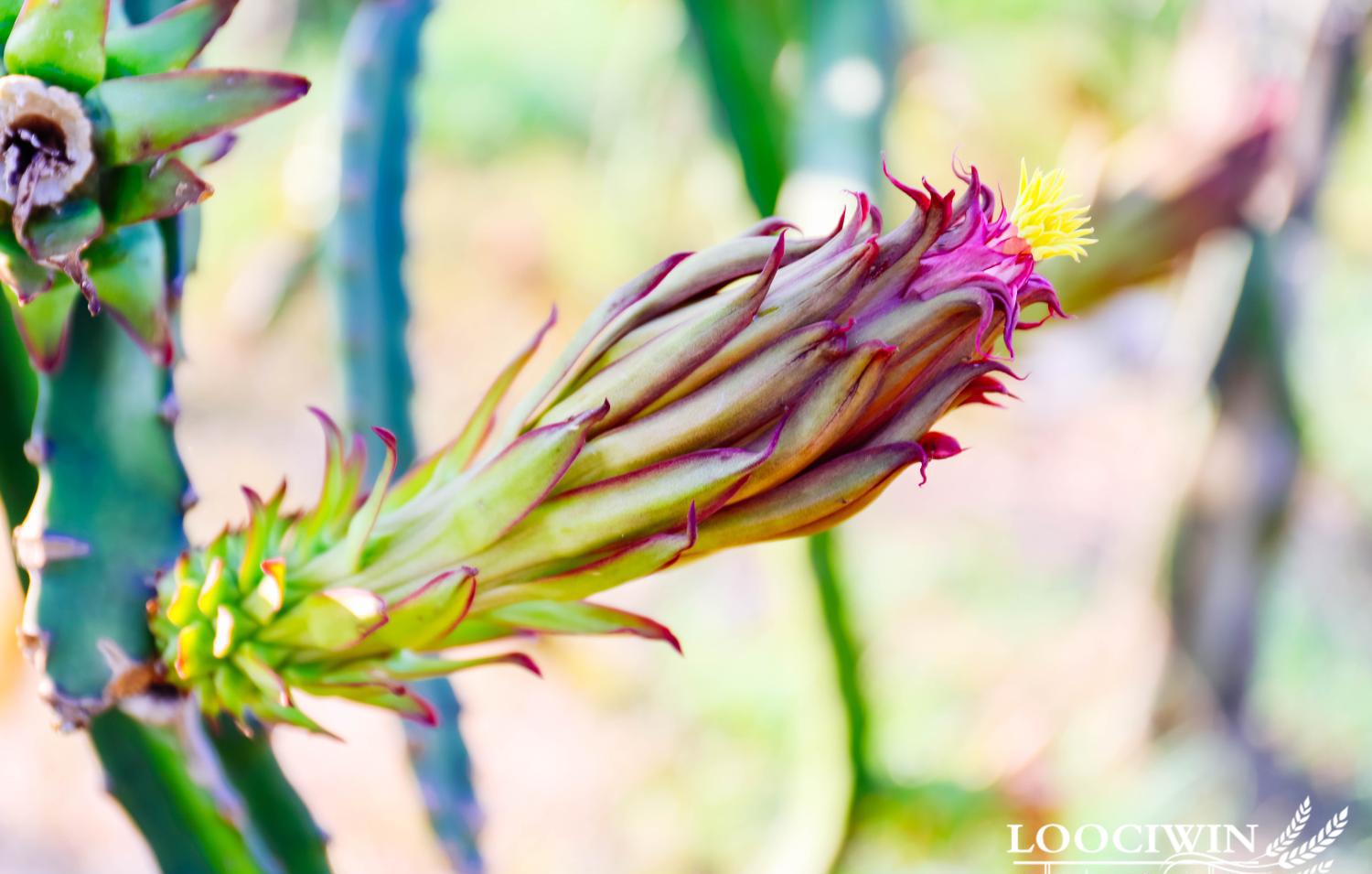 悠游田园农庄, 体验采摘火龙果之乐