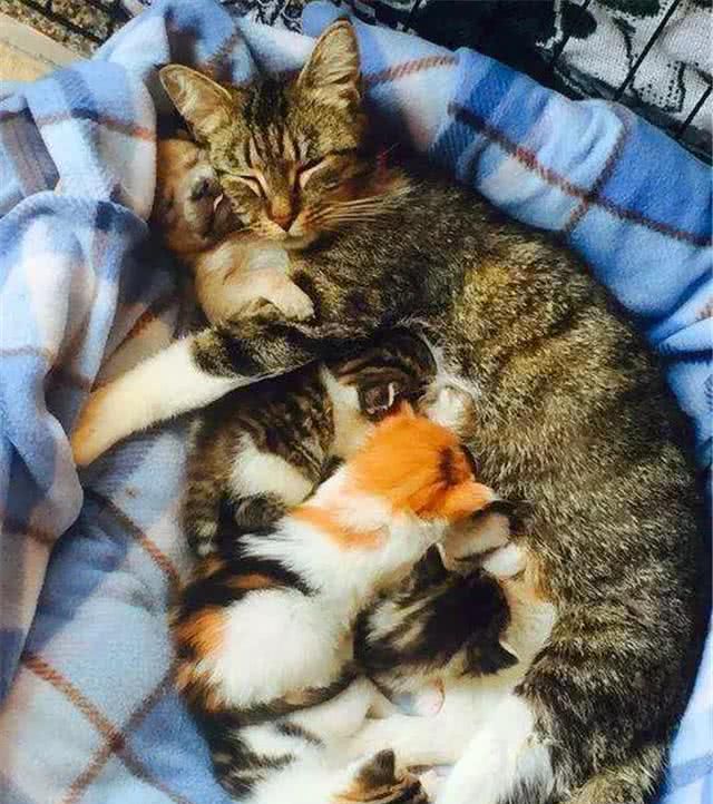 猫妈妈主动把小猫塞给主人,是传递给了铲屎官六点信息!