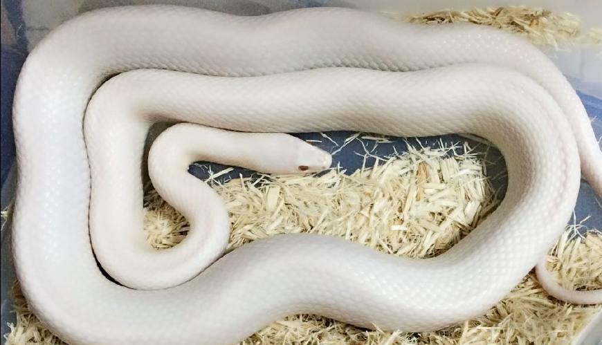 宠物蛇吃主人案例图片