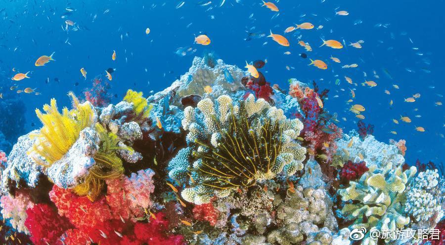 coral reef,livestock 大堡礁是世界上最大的珊瑚礁群