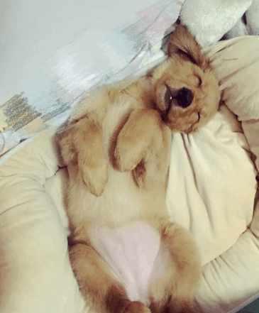 如果你的狗狗是经常这样睡觉的,意味着你的狗狗非常的舒适,很有安全