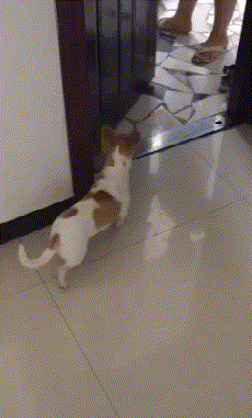 搞笑gif趣图:妹子向我坦白,我却有点难以接受!