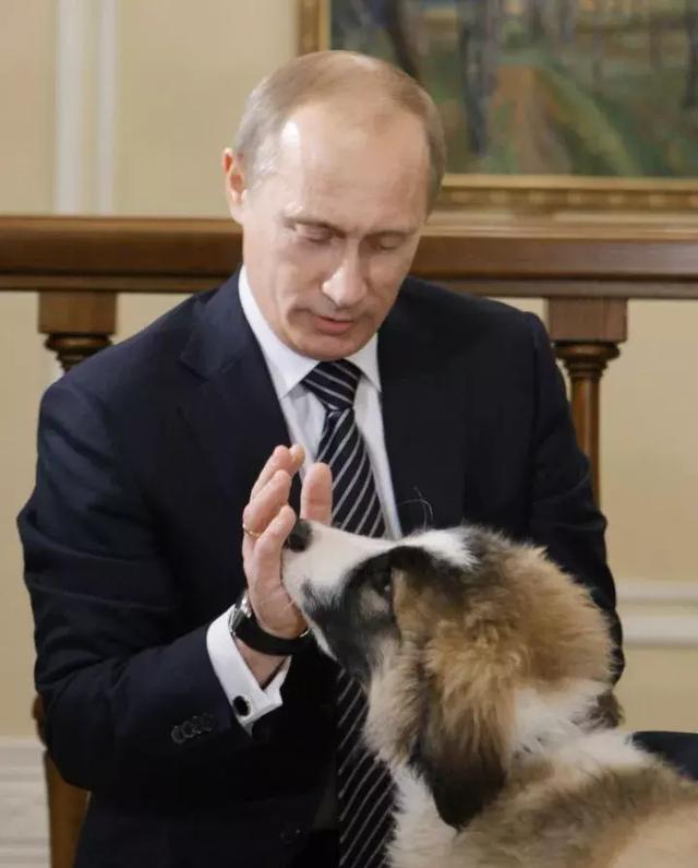 爱狗狂魔「普京」又获赠一只犬,欣赏普京就冲他这么爱狗的份儿