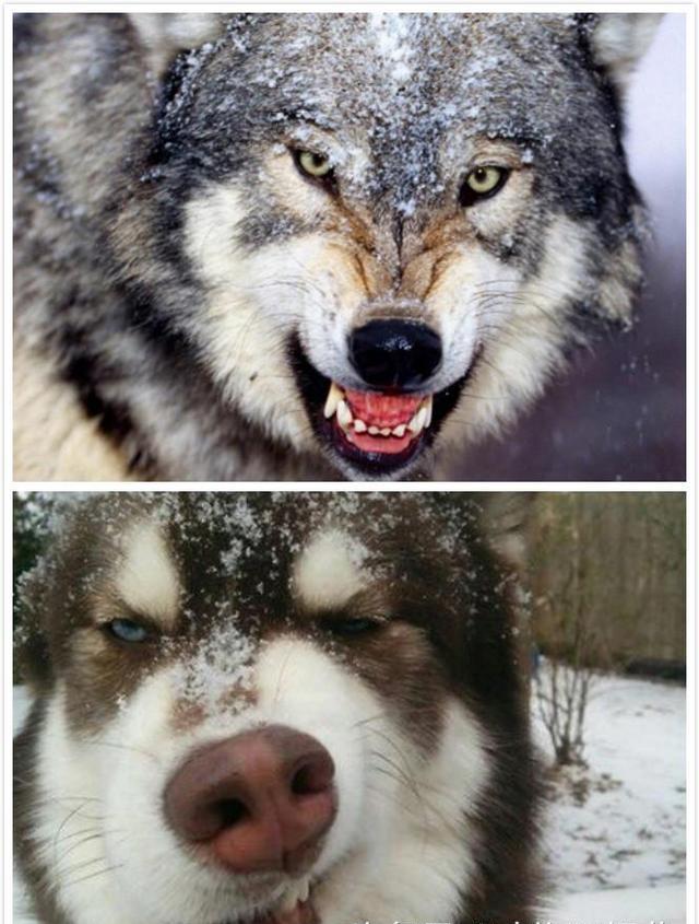 狼队vs曼联比赛直播免费观看