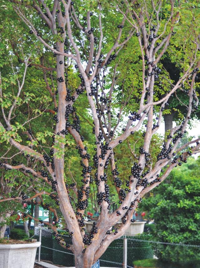 村里种植树葡萄8年才能结果,每斤卖到90元