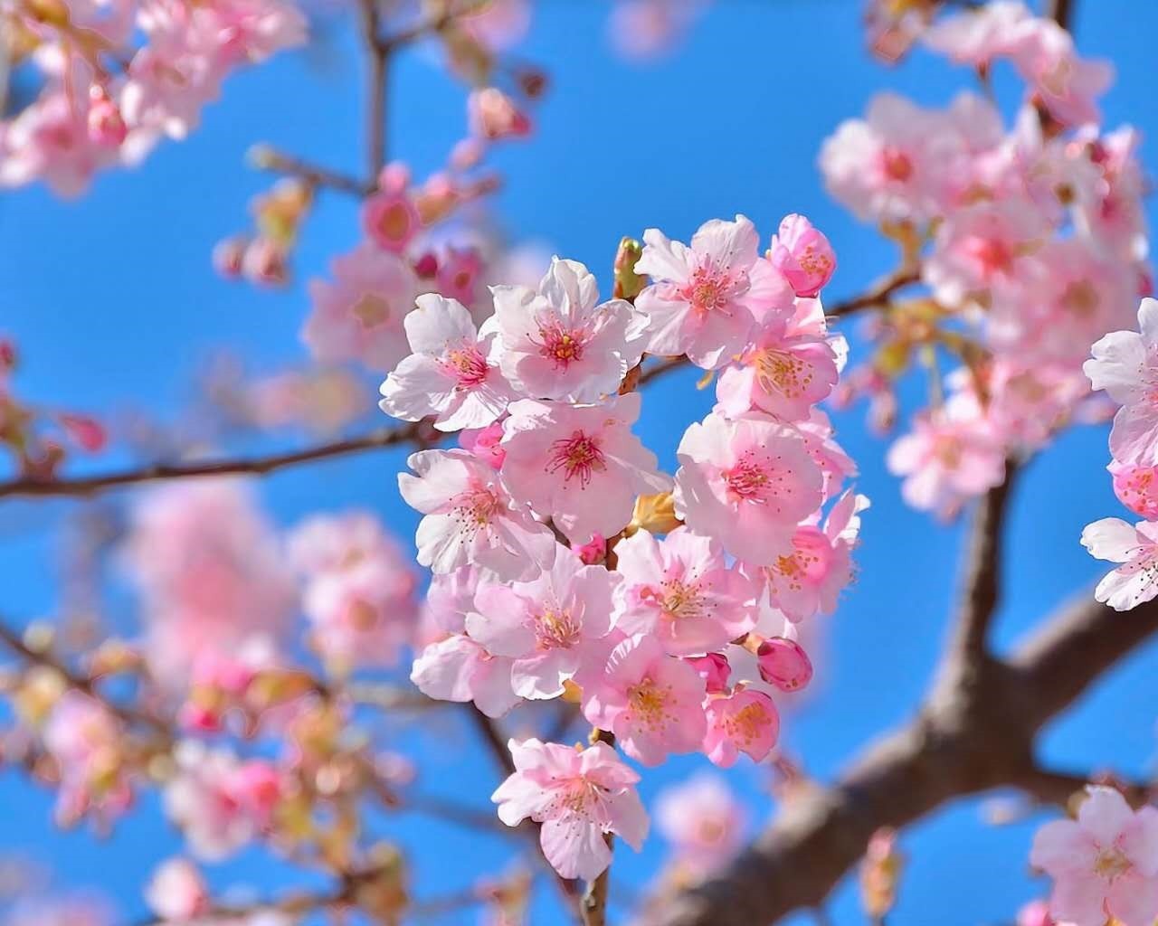 原创|相识在桃花盛开的季节-刘向阳作品请你欣赏
