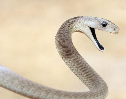 黑曼巴蛇VS眼镜王蛇, 它们到底谁更厉害了? 答案分三种情况