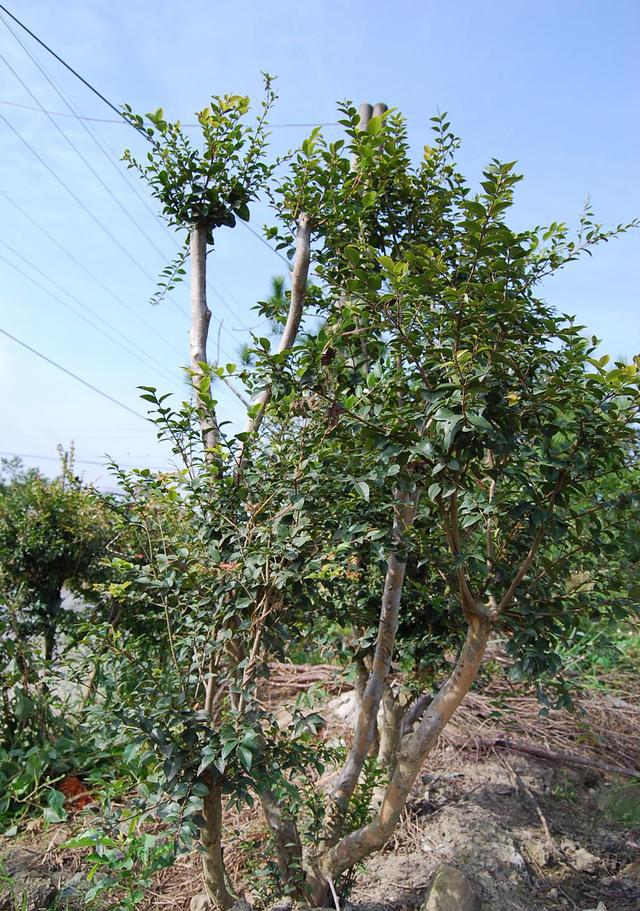 村里种植树葡萄8年才能结果,每斤卖到90元