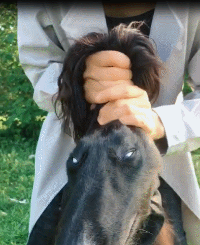 壁纸 动物 狗 狗狗 394_482 gif 动态图 动图