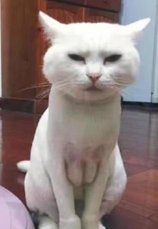 猫咪内衣_二次元猫咪内衣
