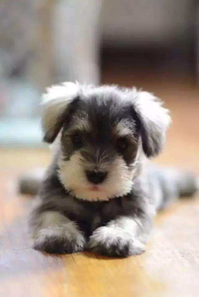 有一种萌，只发属于老头狗-雪纳瑞犬