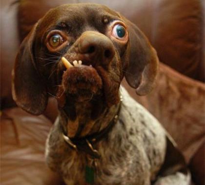 罕见!全球最丑宠物狗排行!直接喷饭!特别是最后