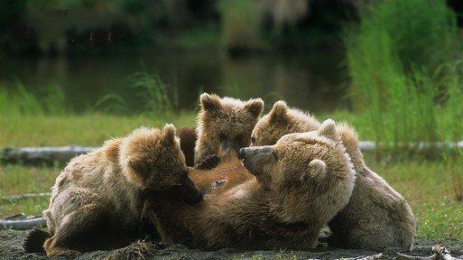 人类可以实现冬眠吗 冬眠技术发展现状