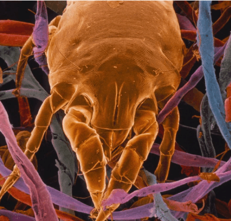 螨虫最怕这2种植物的组合, 每天用一下, 螨虫清