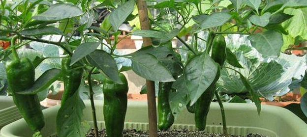 在阳台种辣椒不结果,学了朋友教的这几招,辣椒