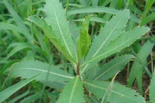 夏的天吃这个野菜,能润泽皮肤,延缓衰老,女性要多吃它!