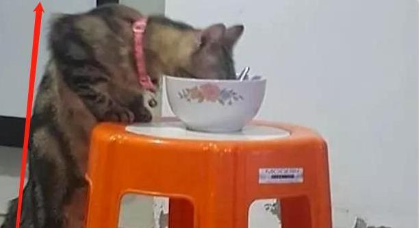 猫咪偷吃被抓,抬头一刻露出的表情,让人笑到抽筋