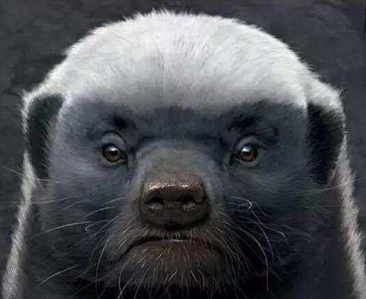 哪些动物最记仇, 非洲一哥和眼镜王蛇谁厉害?