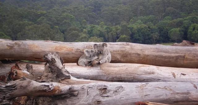 再见,考拉!地位堪比熊猫,澳洲国宝濒临灭绝