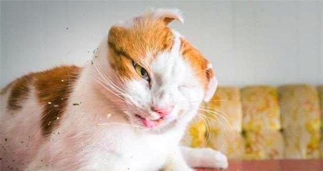 为什么我的猫不喜欢猫薄荷?