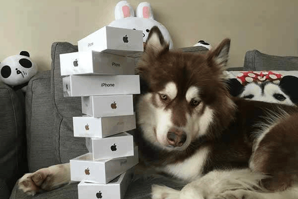 继王思聪的人不如狗系列后, 人不如鸟的时代到