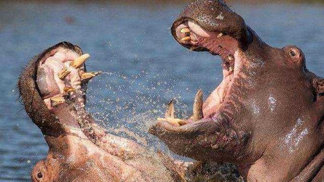 世界凶狗排行_世界上最丑的狗排行榜十大最丑宠物狗(2)