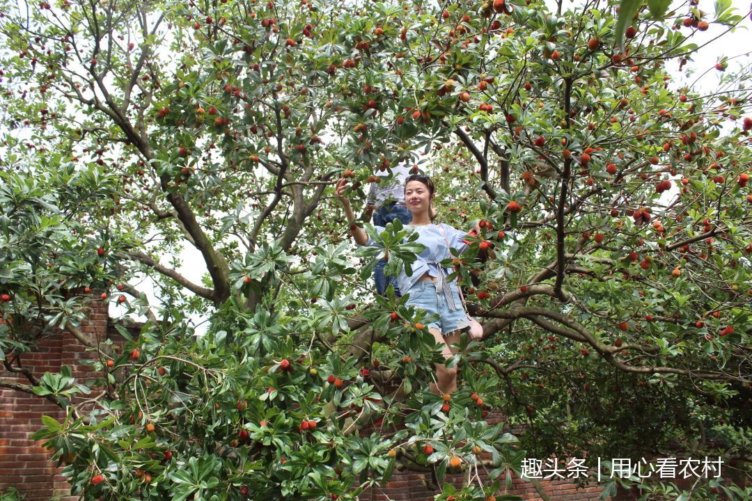 农村果园不一样感受的,小孩,美女和老人都在干啥?
