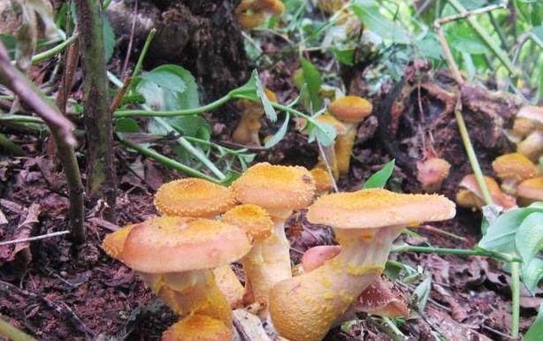 农村一种菌子，被誉为“东北第四宝”，摘下3小时就烂