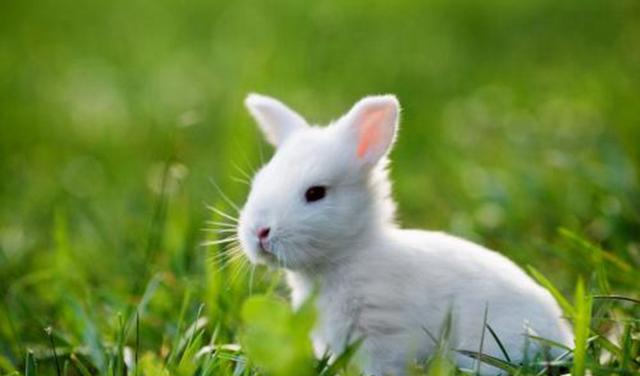 兔子尾巴的毛都快秃了,怎么办看完你就知道了!